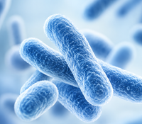 Lactobacillus acidophilus