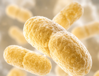 Bifidobacterium lactis
