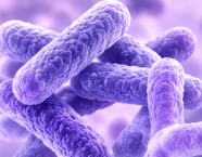 Lactobacillus salivarius