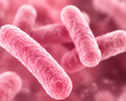 Lactobacillus bulgaricus