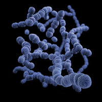 Lactobacillus casei