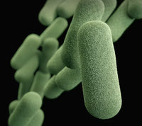 Lactobacillus plantarum
